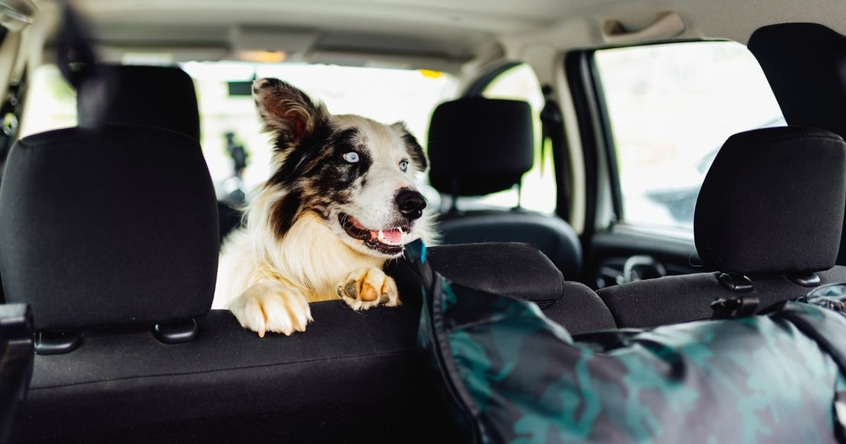 Dog in a car