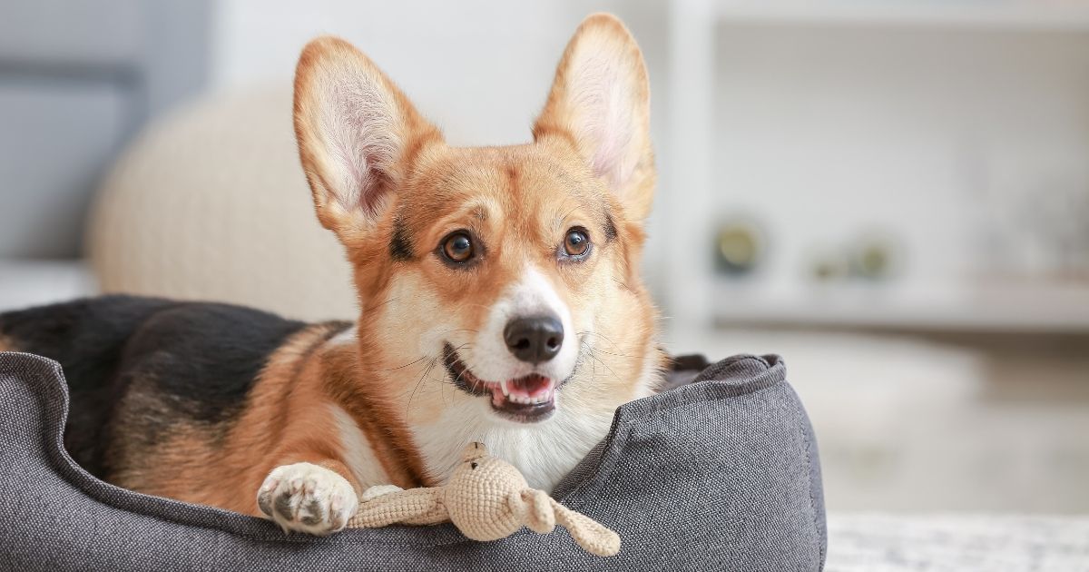 Dog in a dog bed