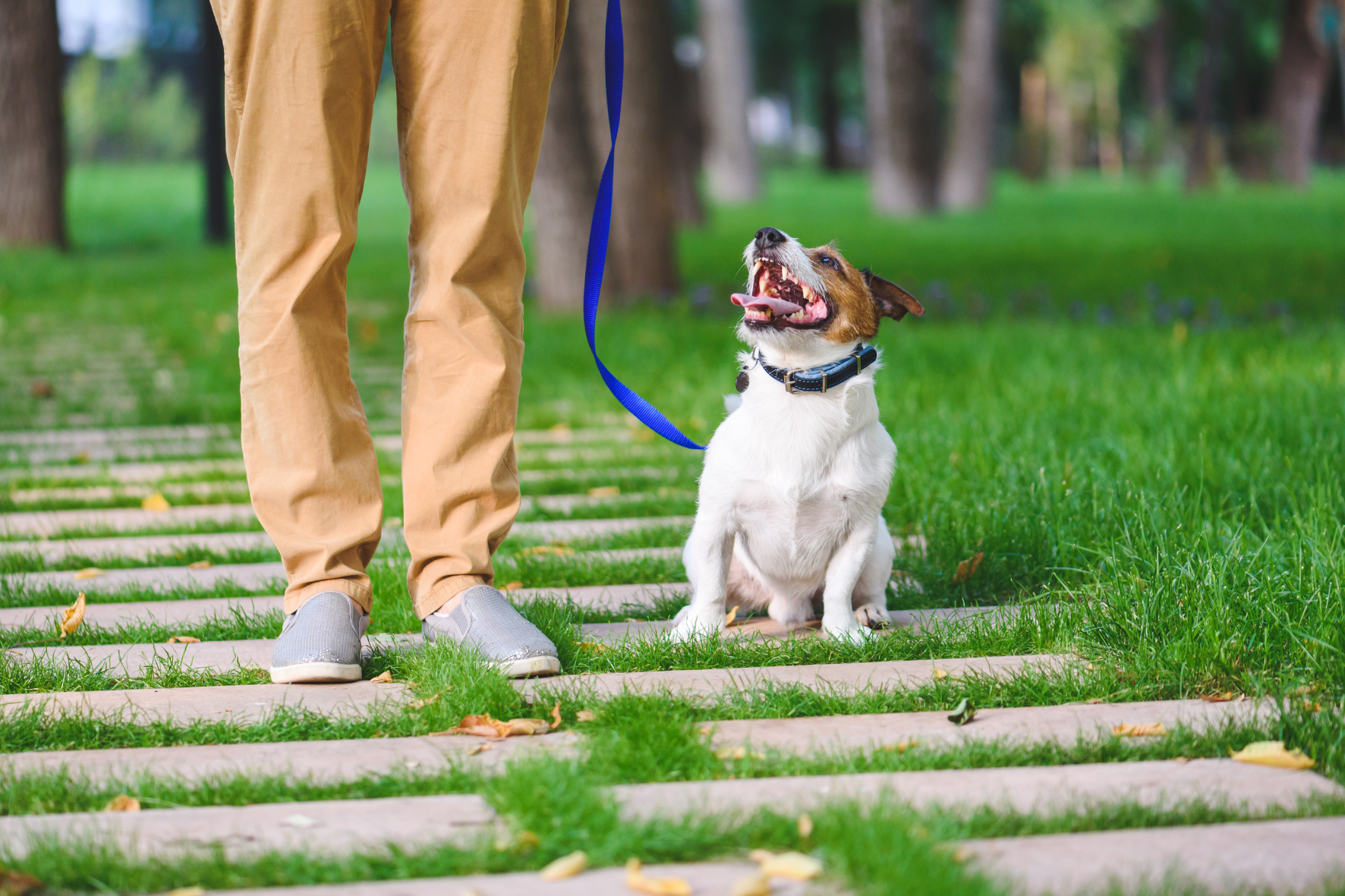 Dog taking a walk with their owner