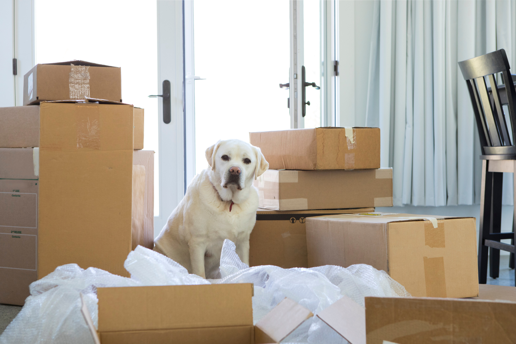 Dog in home with packing supplies