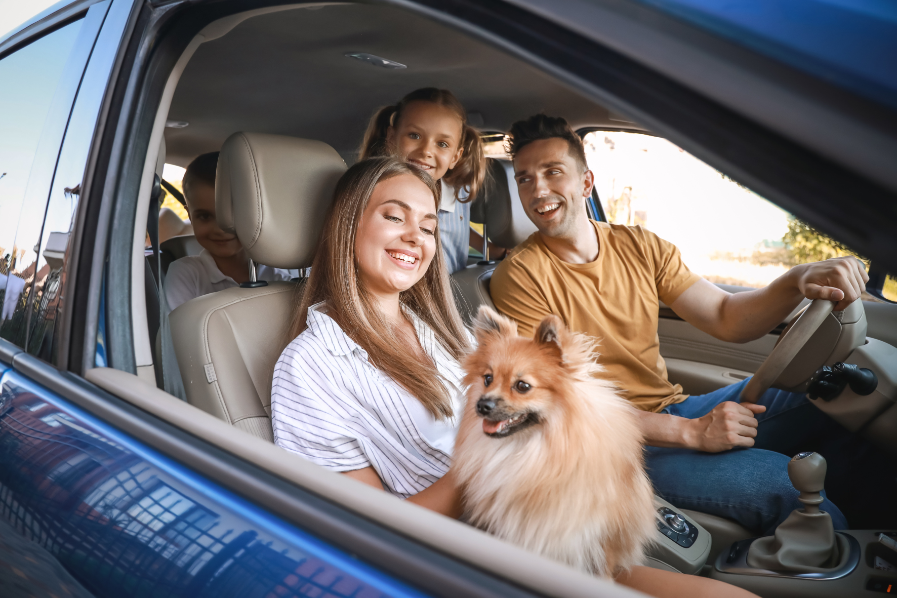 Dog moving by car with the family