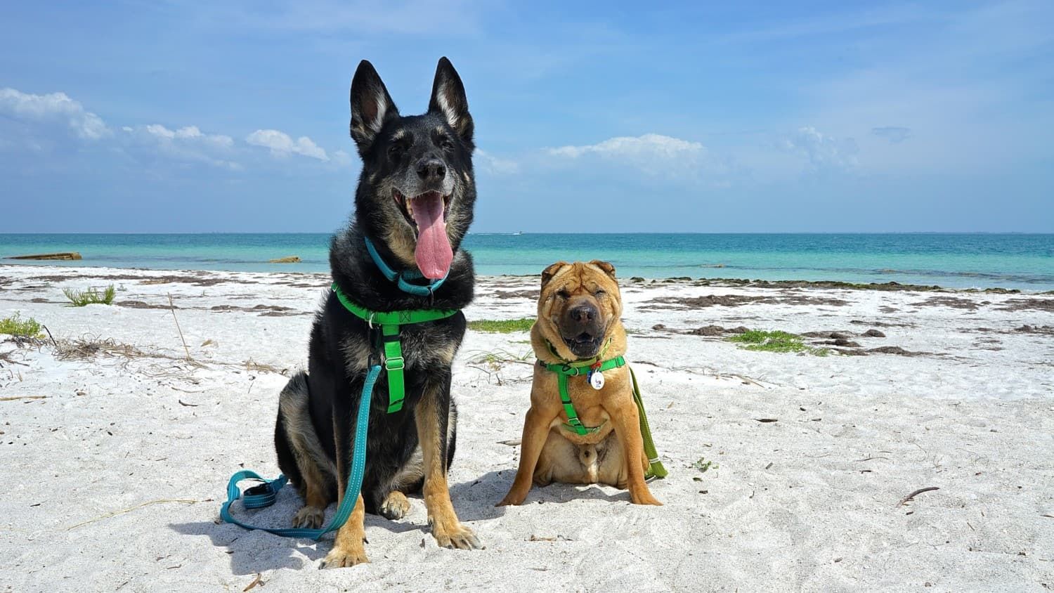 Dogs at Pompano Beach