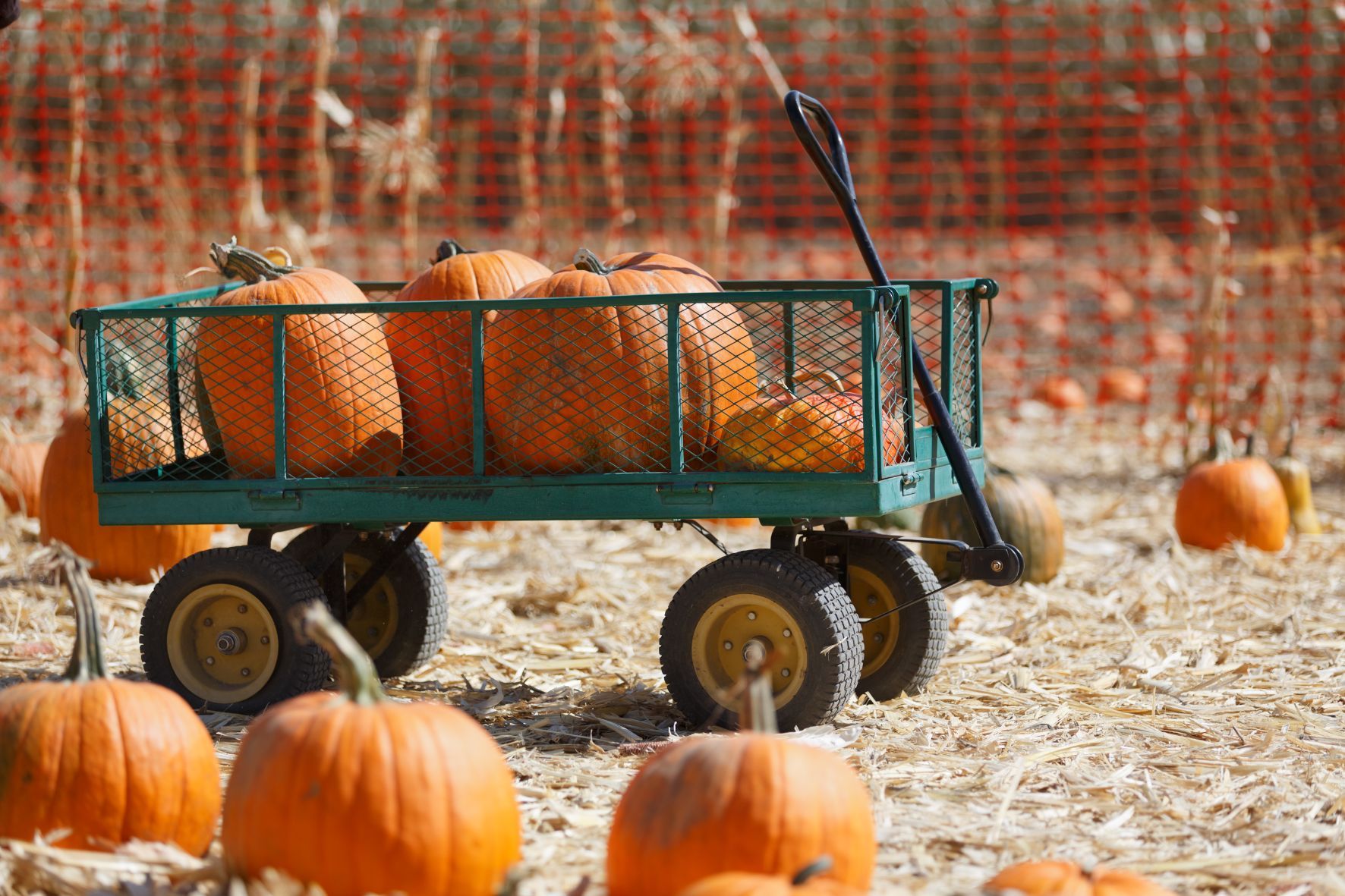 South Florida Pumpkin Patch