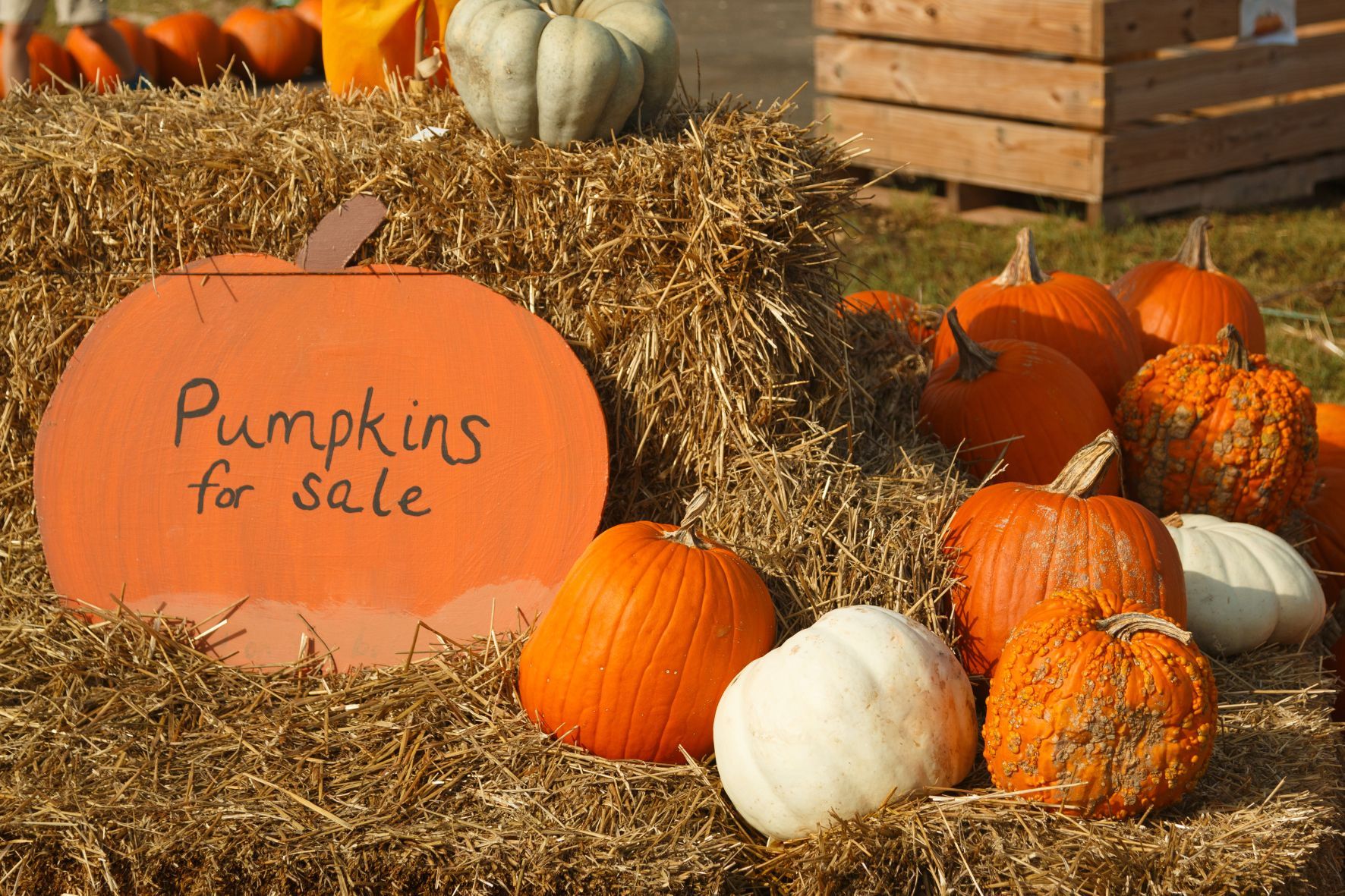 Pumpkins for sale