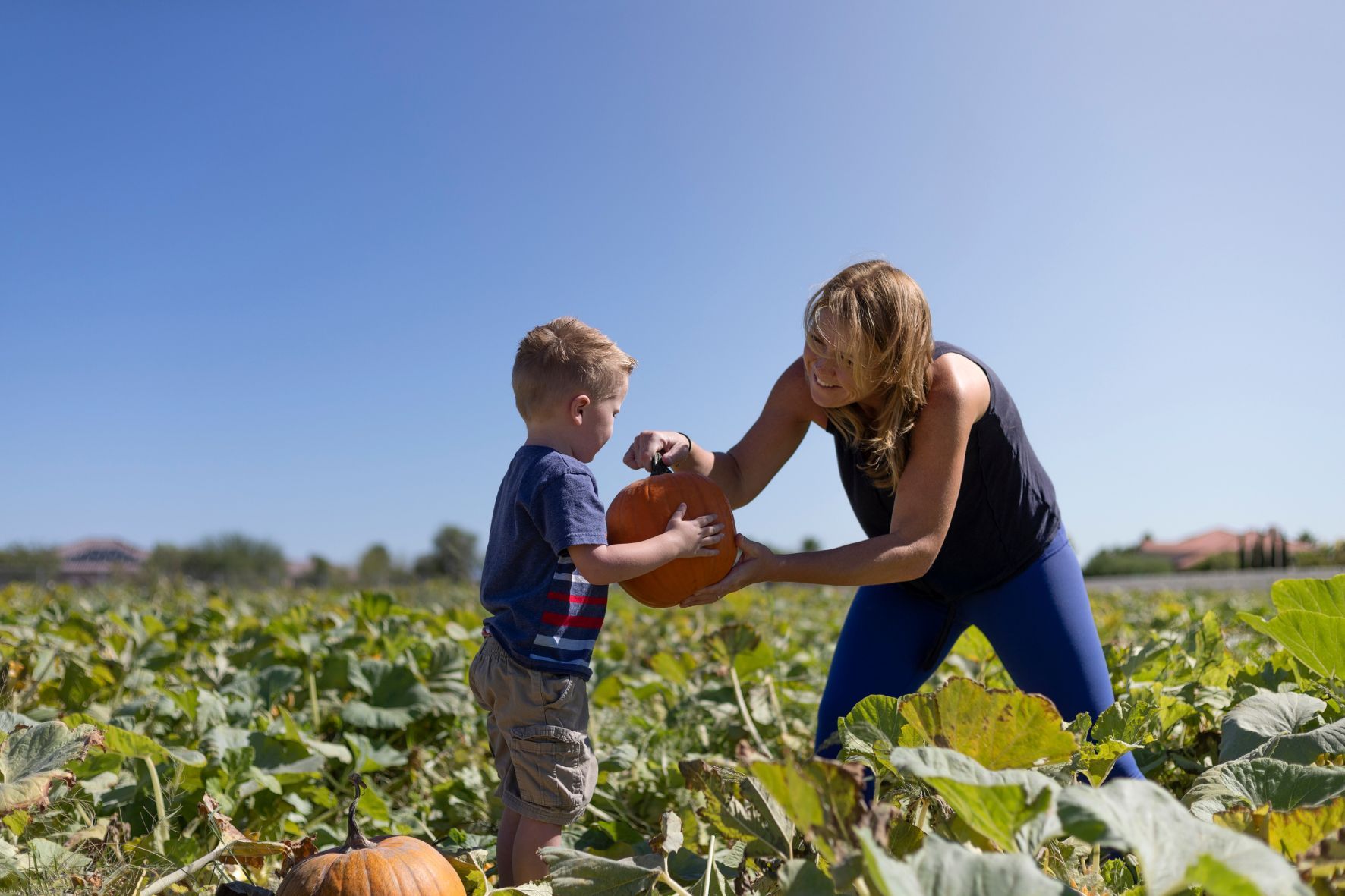 A family picking pumpkins