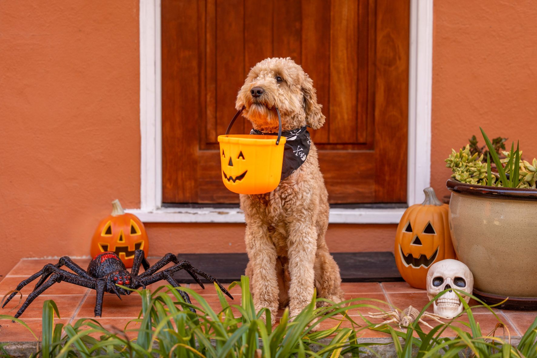 dog in halloween costume in florida