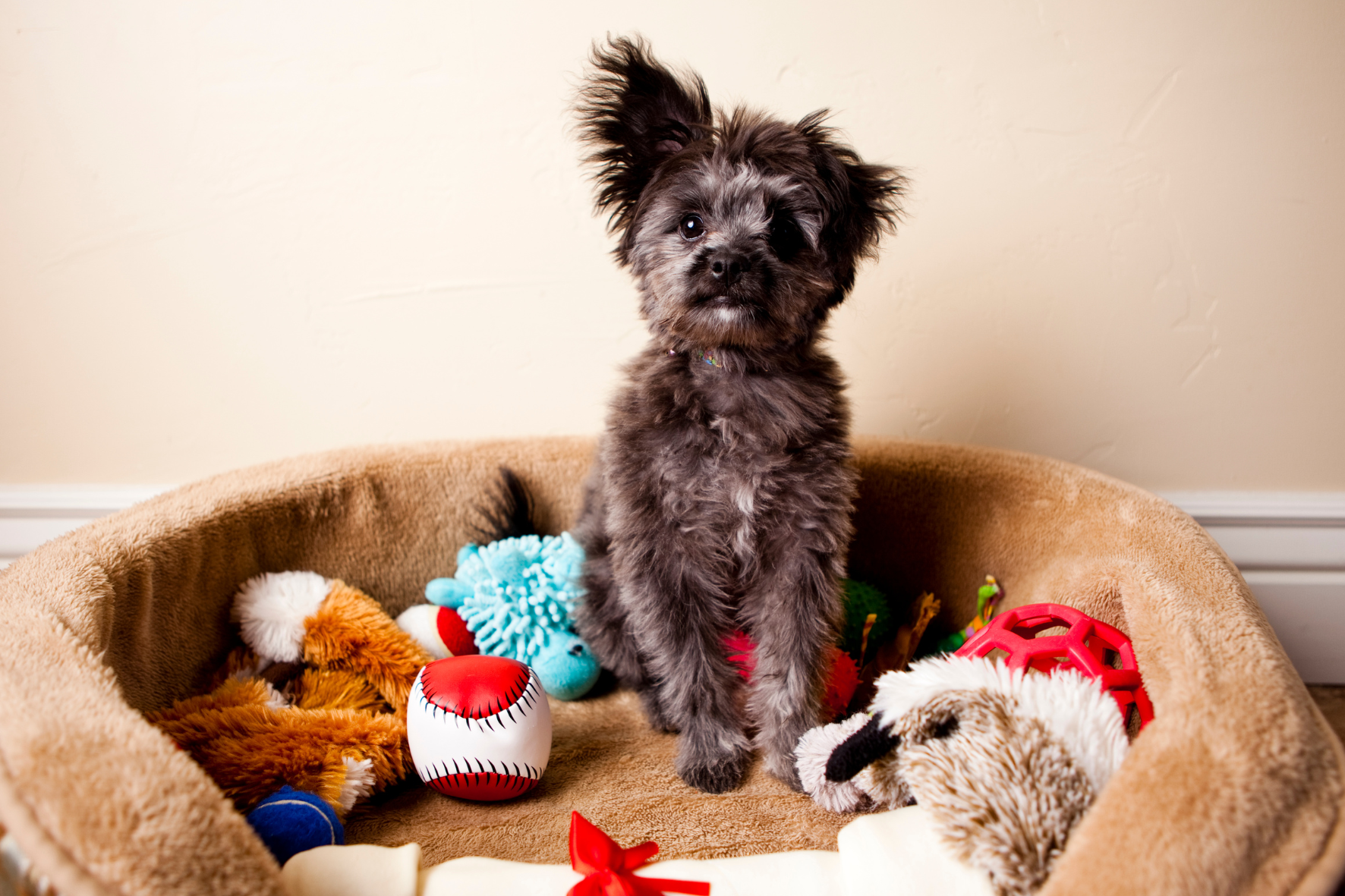 Dog in dog bed with toys