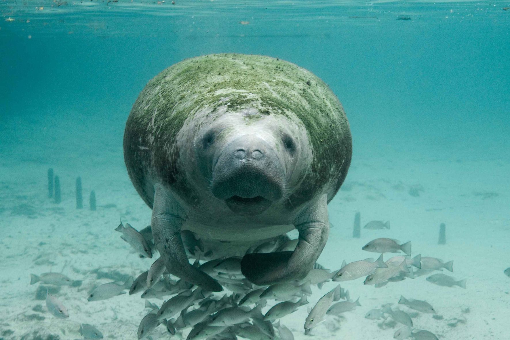 Manatee at gumbo limbo nature centre