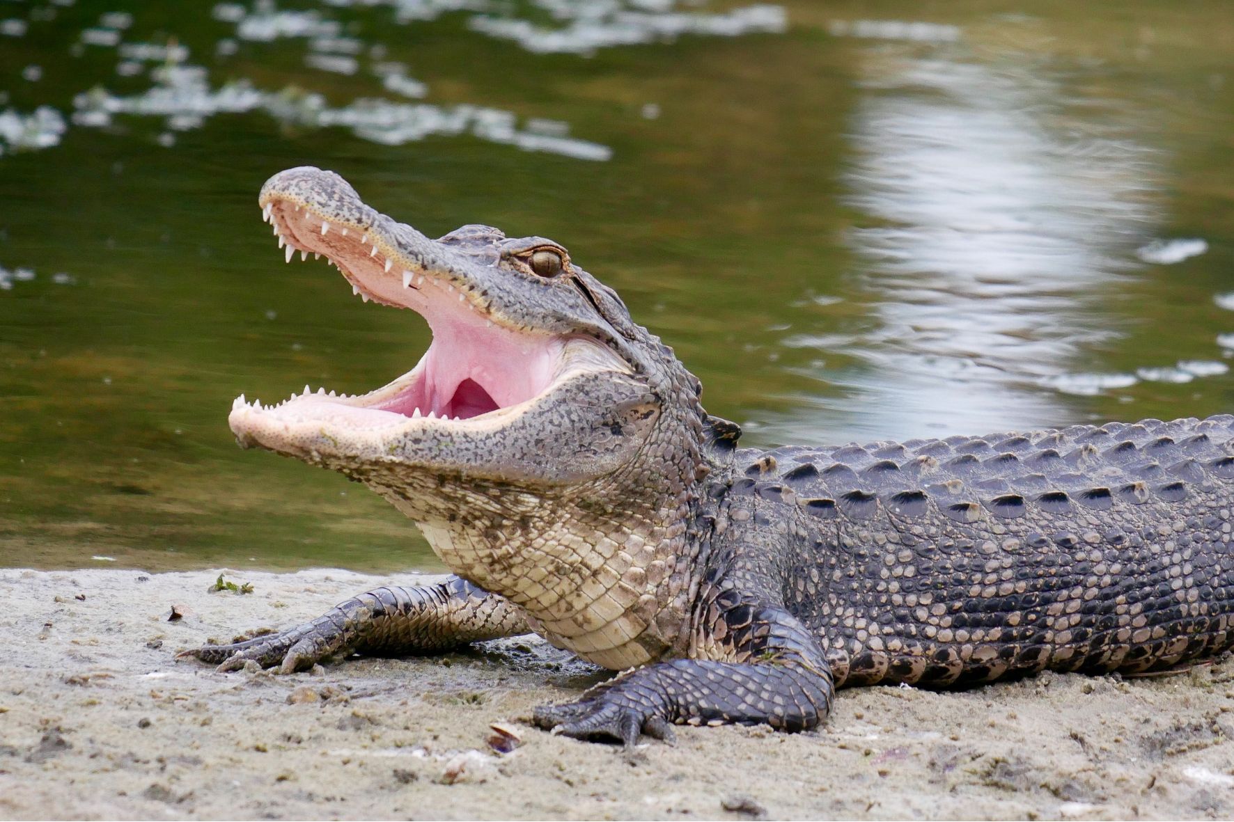 Alligator in florida