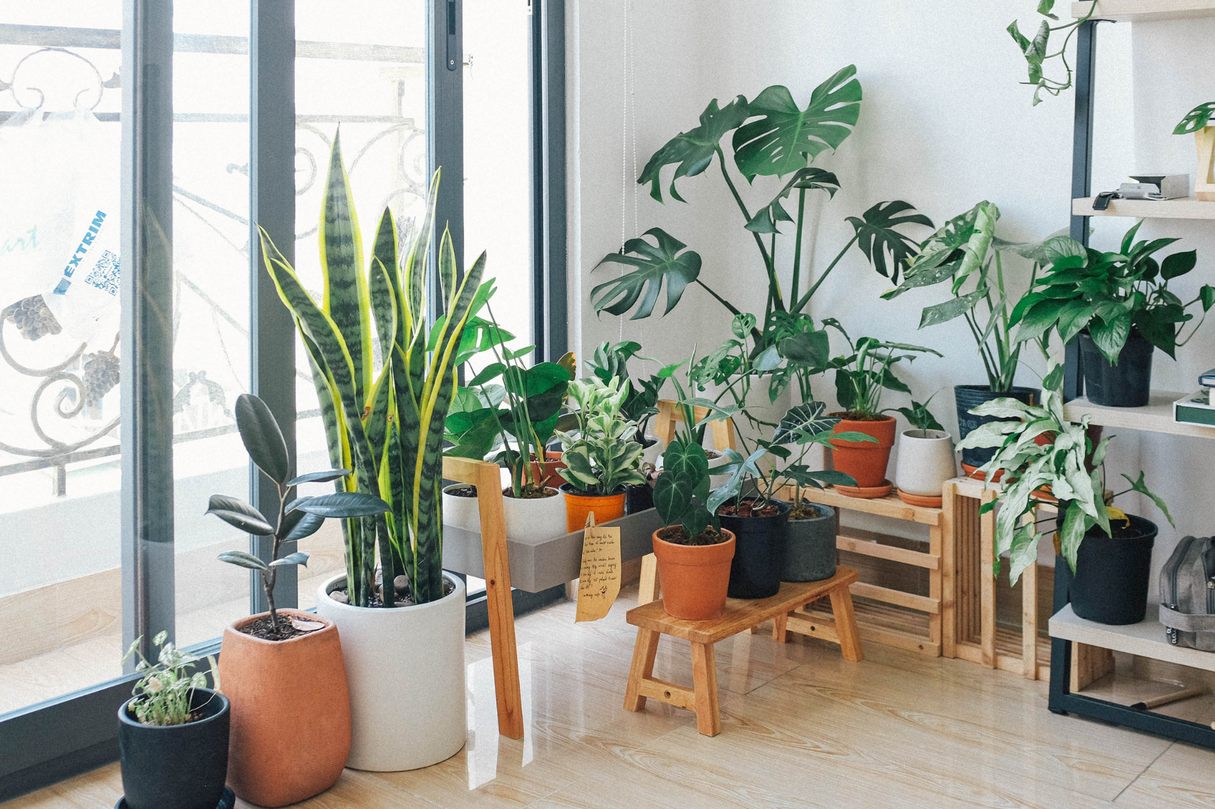 house plants and pots