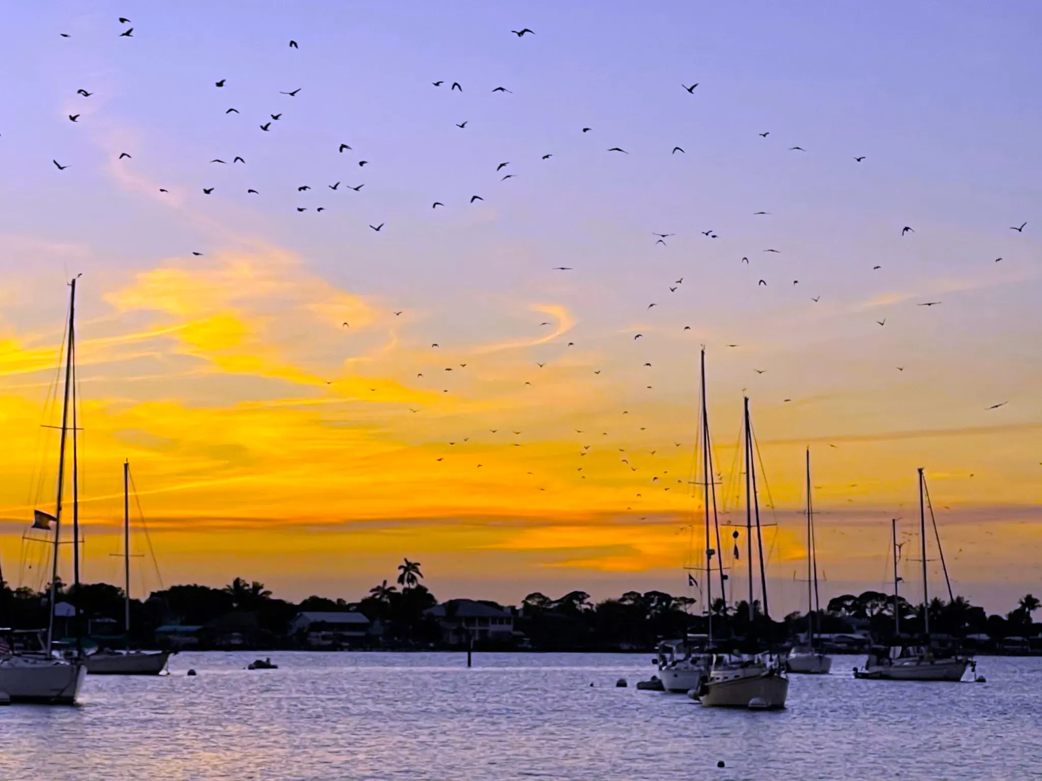 Sunset and birds at shephards park in florida