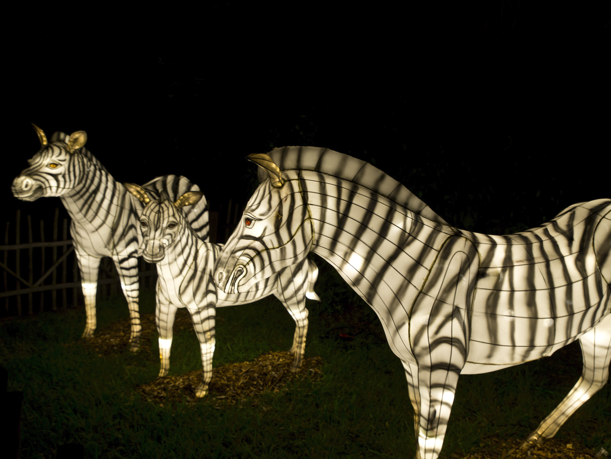 Zebra lights at miami zoo