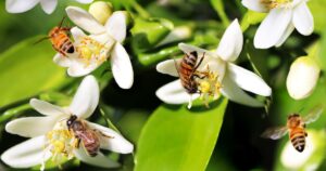Bees and flowers